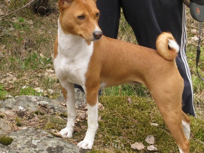 Basenji