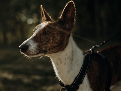 Basenji