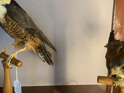 Bat Falcon
