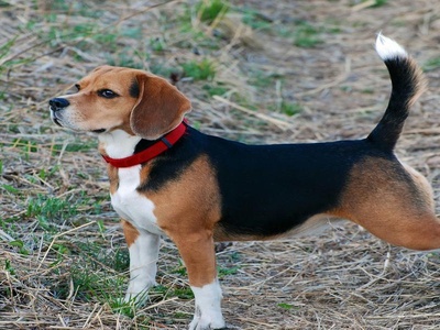 Beagle