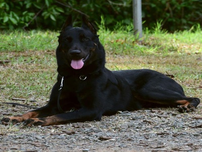 Beauceron