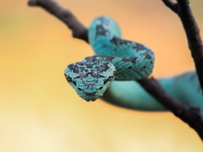 Beautiful Pit Viper