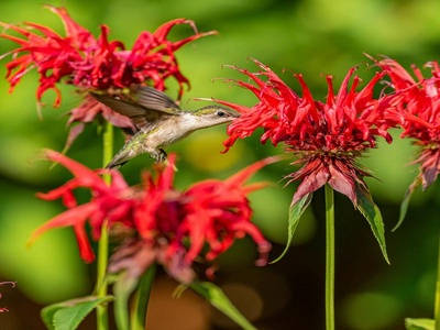 Bee Balm