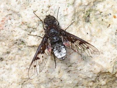 Bee Fly
