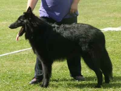 Belgian Sheepdog