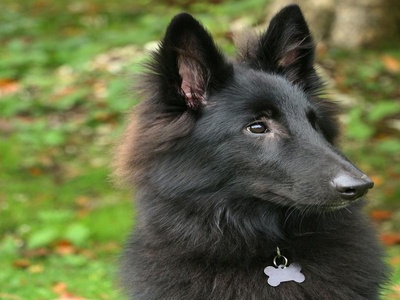 Belgian Sheepdog