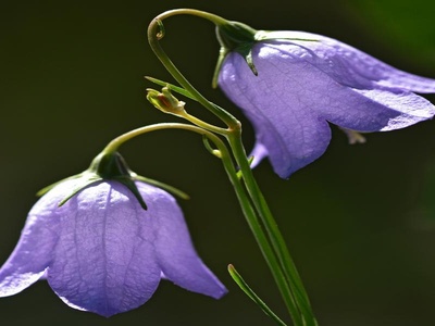 Bellflower