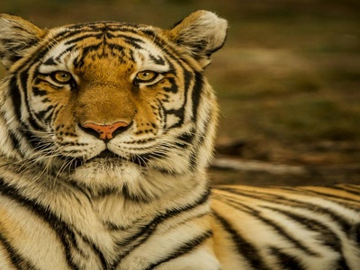 Bengal Tiger
