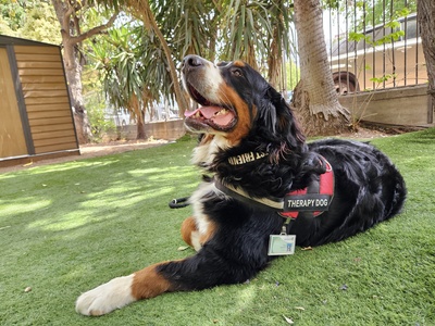 Bernese Mountain Dog