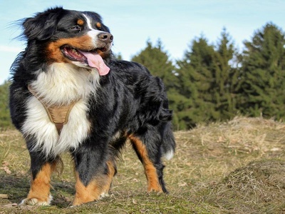Bernese Mountain Dog