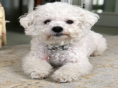 Bichon Frise