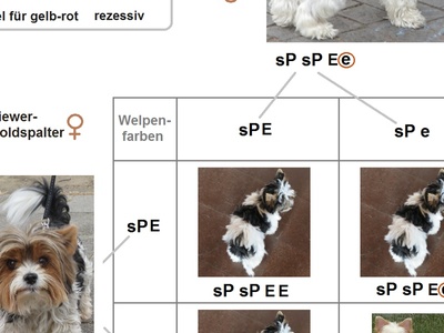 Biewer Terrier