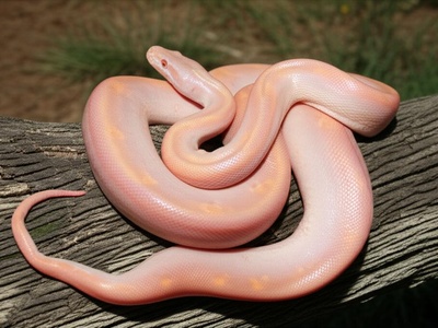 Bimini Boa