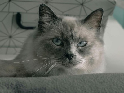 Birman