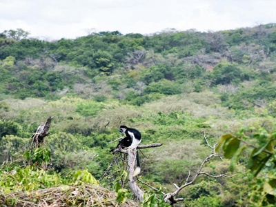 Black-and-white Colobus Monkey