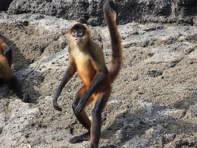 Black-handed Spider Monkey