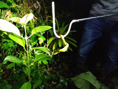 Black-speckled Palm Pit Viper