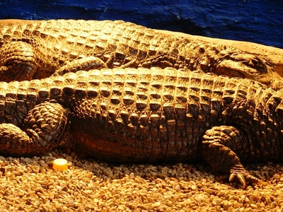 Black Caiman