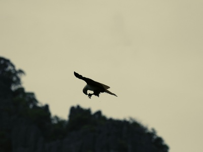 Black Flying-fox