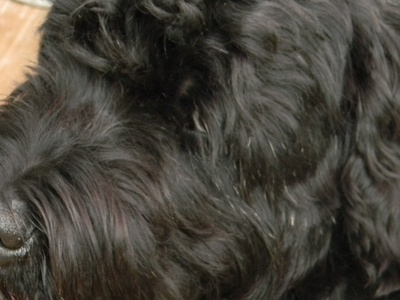 Black Russian Terrier