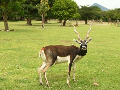 Blackbuck