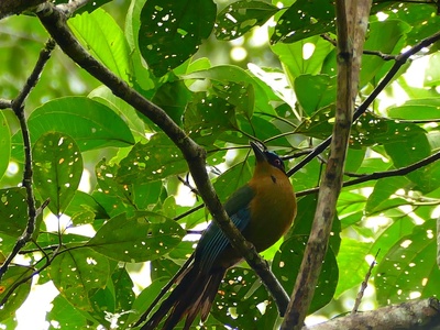 Blue-crowned Motmot