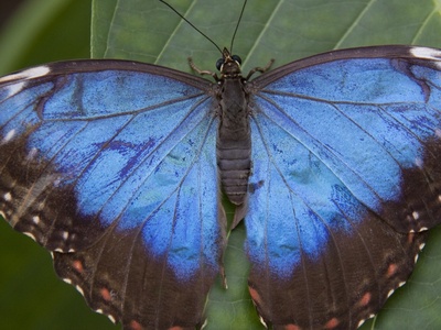 Blue Morpho Butterfly