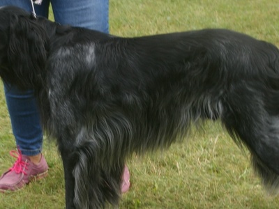 Blue Picardy Spaniel