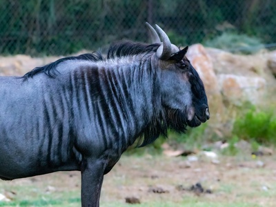 Blue Wildebeest