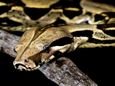 Boa Constrictor