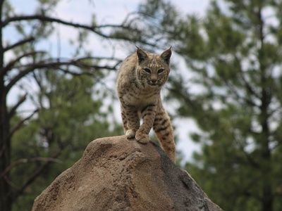 Bobcat
