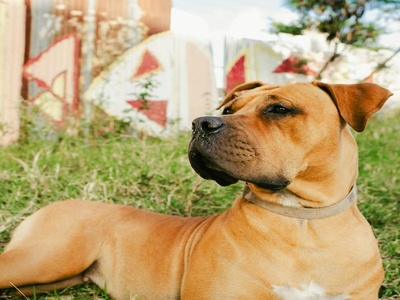 Boerboel