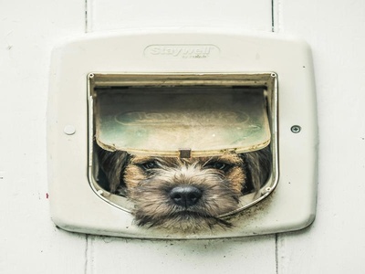 Border Terrier