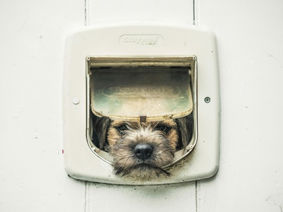 Border Terrier