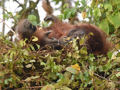 Bornean Orangutan