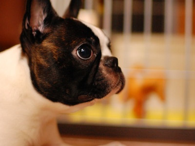Boston Terrier