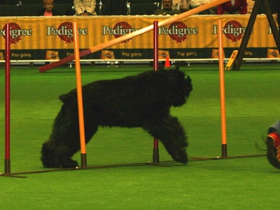 Bouvier des Flandres