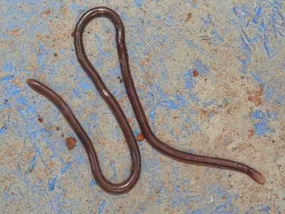 Brahminy Blind Snake