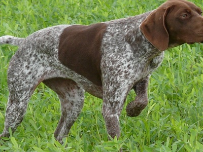 Braque Français, Pyrénées type
