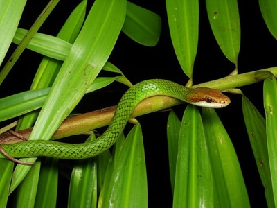 Brown-headed Parrot Snake
