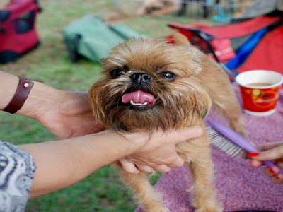 Brussels Griffon