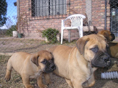 Bullmastiff