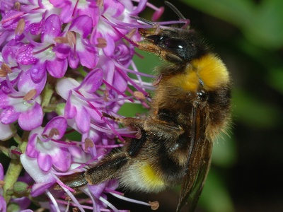 Bumblebee