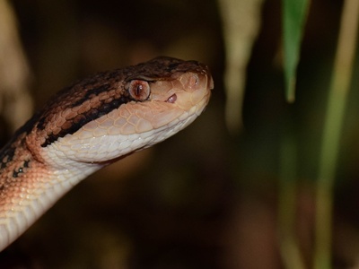 Bushmaster