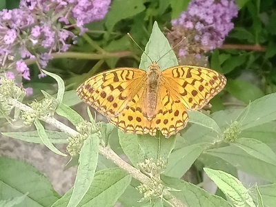 Butterfly Bush