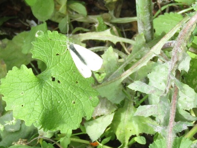Cabbage White Butterfly