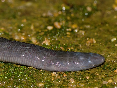 Caecilian