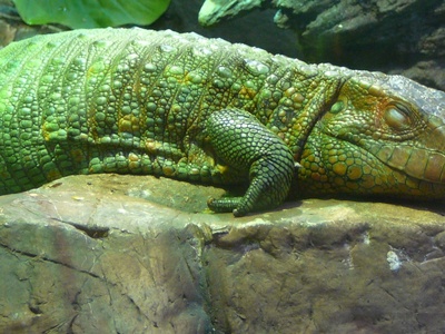 Caiman Lizard