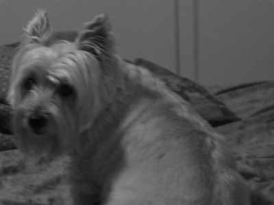Cairn Terrier