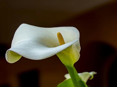 Calla Lily
